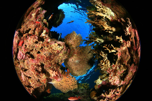  באילת, שוניות אלמוגים מלאות צבע וחיים לצוללים, צלמים ונופשים